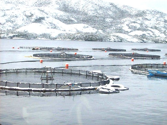 La Ley Nº 1355 que prohíbe la salmonicultura en aguas fueguinas cumple un año