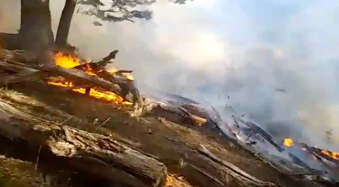 Se combate incendio forestal en la Reserva Provincial "Corazón de la Isla" de Tolhuin