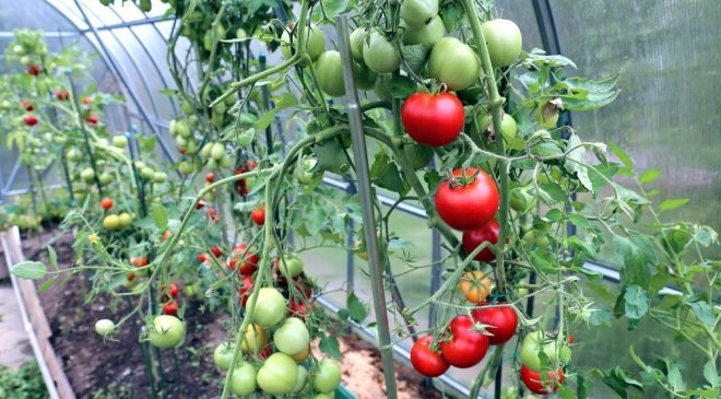 Río Grande presentó su primer cosecha de tomates