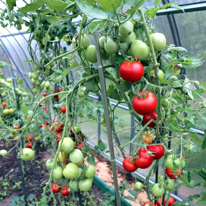 Río Grande presentó su primer cosecha de tomates