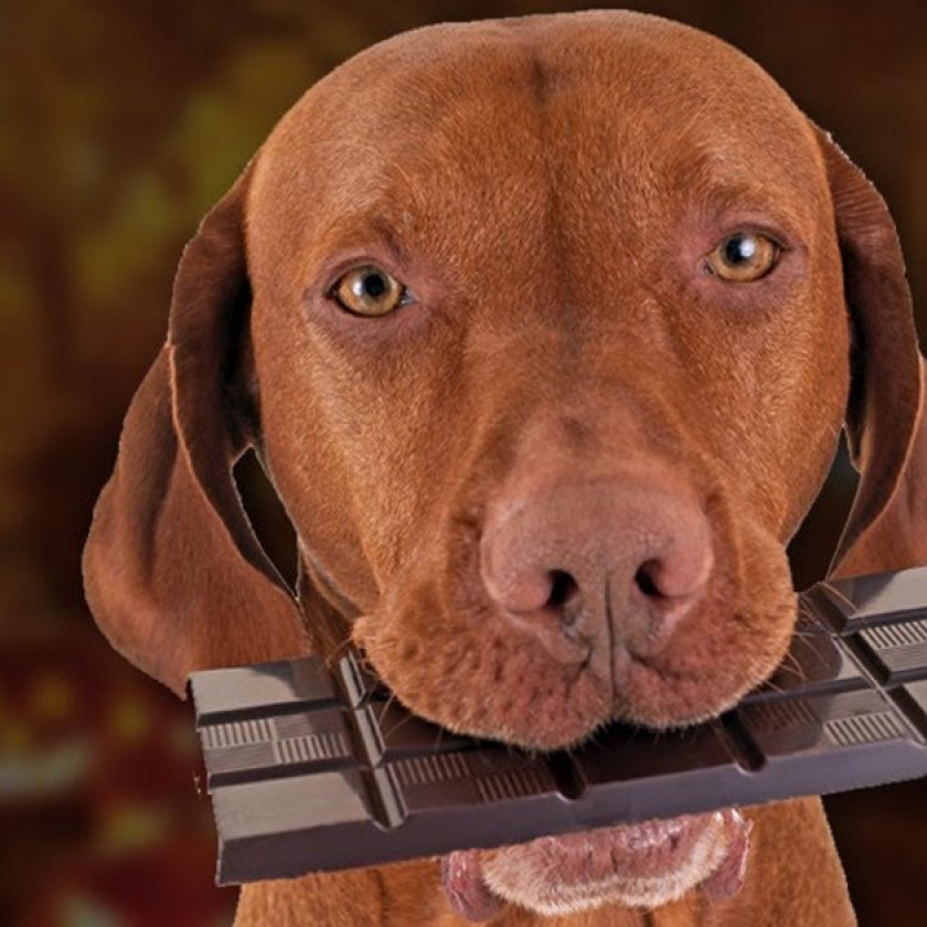 Mascotas: ¿qué pasa si mi perro come chocolate?