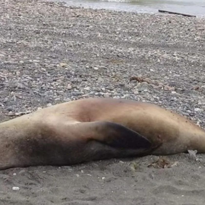 Confirman casos de gripe aviar en lobos marinos hallados muertos