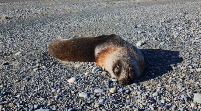 Confirman casos de gripe aviar en lobos marinos hallados muertos