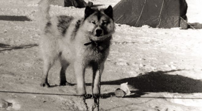 El Perro Polar Argentino: por qué es el héroe de nuestra soberanía antártica