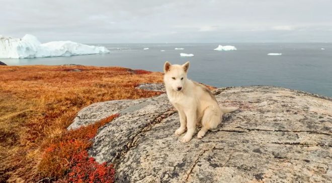 El Perro Polar Argentino: por qué es el héroe de nuestra soberanía antártica
