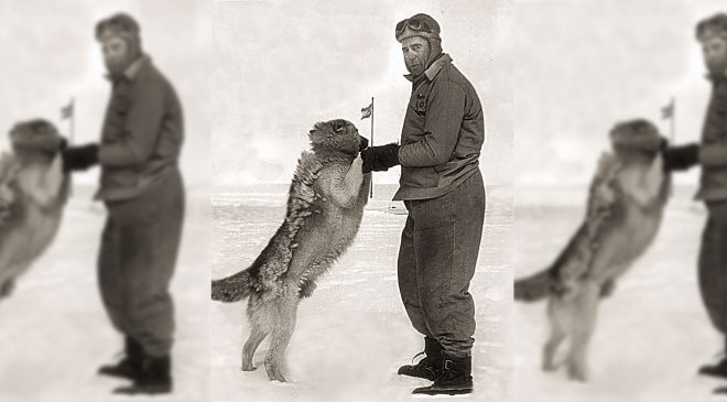 El Perro Polar Argentino: por qué es el héroe de nuestra soberanía antártica