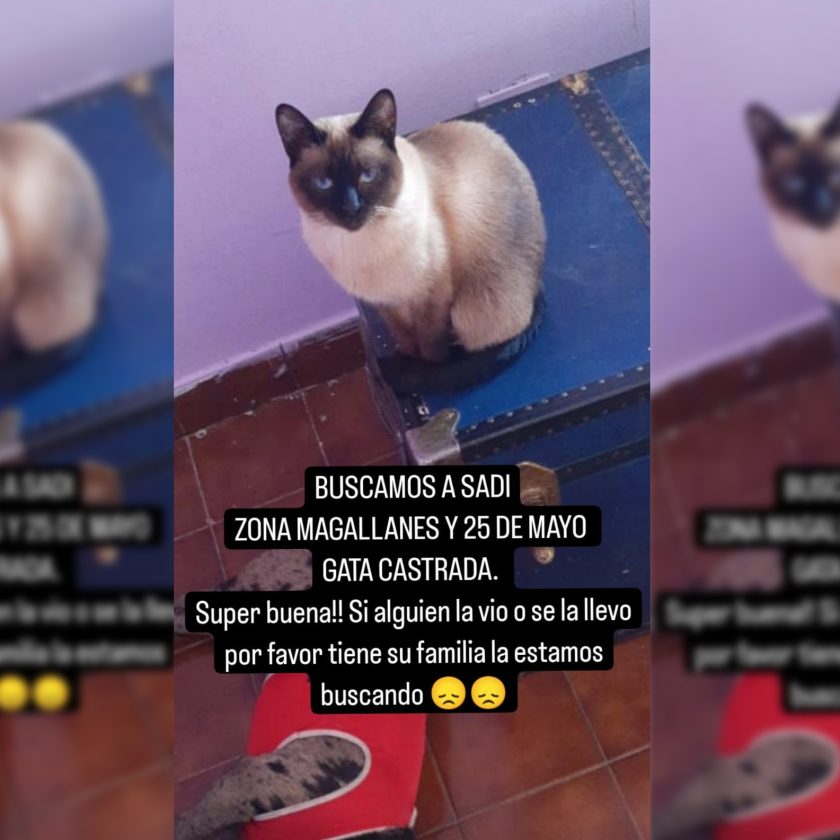 Buscamos a “Sadi”