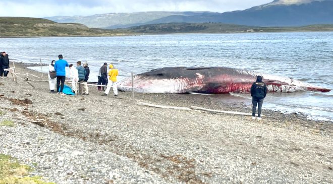 Varó una ballena de 12 m de largo en proximidades de Almanza