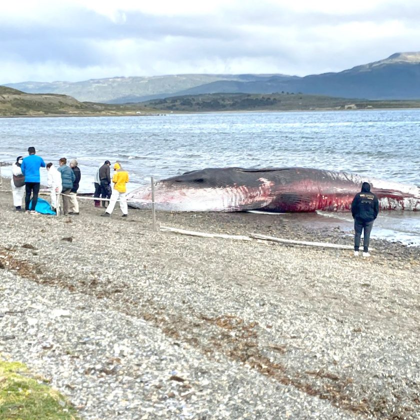 Varó una ballena de 12 m de largo en proximidades de Almanza