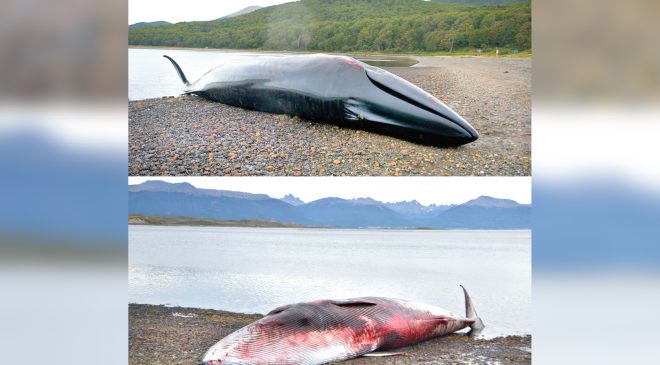 Varó una ballena de 12 m de largo en proximidades de Almanza