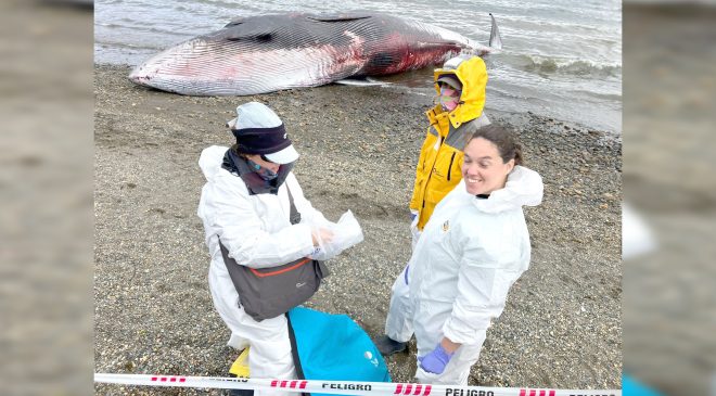 Varó una ballena de 12 m de largo en proximidades de Almanza