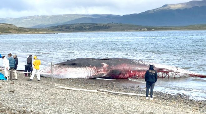 Se analizarán las vísceras de la ballena encallada para saber por qué murió