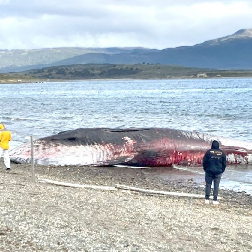 Se analizarán las vísceras de la ballena encallada para saber por qué murió