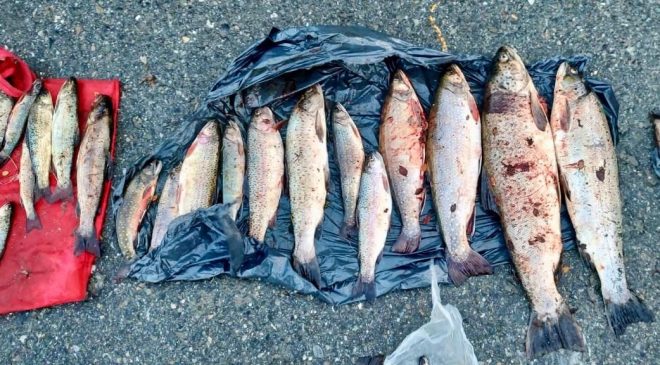 Descubrieron 125 truchas pescadas ilegalmente y las destruyeron con lavandina