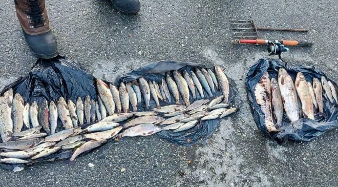 Descubrieron 125 truchas pescadas ilegalmente y las destruyeron con lavandina