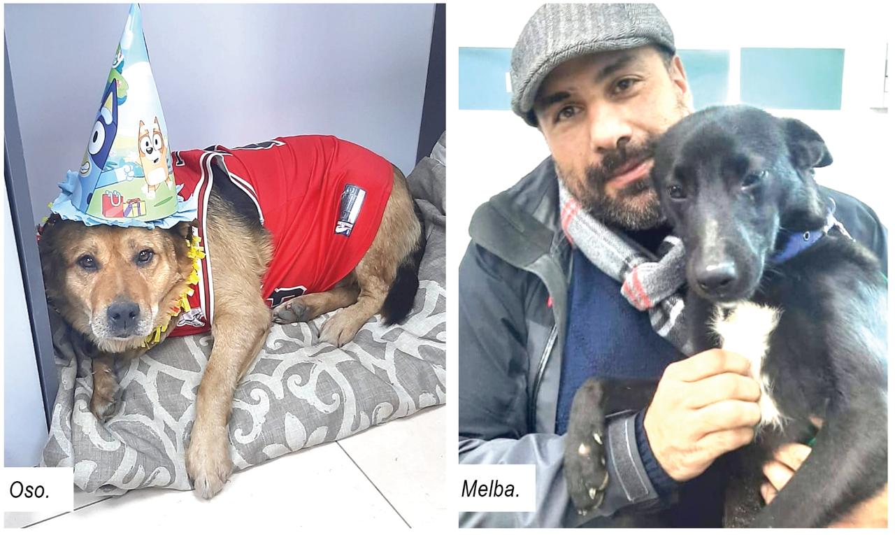 Zoonosis celebró los cumpleaños de las mascotas que residen en los caniles municipales. Oso, Melba y Bolt ya tienen una familia y un hogar La Municipalidad de Ushuaia a través de la Secretaría de Políticas Sociales, Sanitarias y Derechos Humanos, con la participación de la Secretaría de las Mujeres, Géneros y Diversidades, el Centro de Atención Vecinal de Ushuaia (CAVU), representantes de Amigos del Reino Animal Fueguino (ARAF), Sindicato de Obreros y Empleados Municipales (SOEM) y el voluntariado de la Dirección de Zoonosis, formaron parte de los festejos de los aniversarios de natalicios de los animales que residen en los caniles del Municipio. En el marco del programa de tenencia responsable y la importancia de propiciar la adopción de animales que aguardan en los caniles ubicados en Vito Dumas, como así también camino al Parque Nacional, se realizó un festejo junto a los vecinos, quienes se acercaron interesados en conocer a los distintos animales, para interiorizarse sobre la adopción. Durante el evento, se compartió un balance los trabajos realizados hasta el momento, como así también las tareas que realiza el equipo de la Dirección junto a ARAF y los voluntarios, quienes colaboran con los paseos y compartir tiempo de calidad con los animales. Cabe mencionar que, en el marco de esta celebración, tres familias de la ciudad concretaron la adopción de los perros; Oso, Melba y Bolt, de distintas edades que aguardaban un hogar desde hace años. Los responsables de los animales se acercaron al lugar y luego de recibir asesoramiento, realizaron el período de adaptación para después confirmar la estadía permanente en la vivienda.