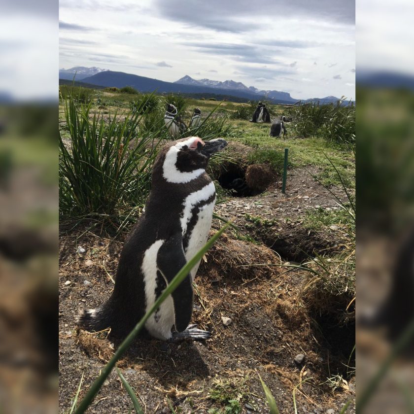 “¿Por qué se estresan los pingüinos?”