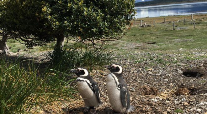 “¿Por qué se estresan los pingüinos?”