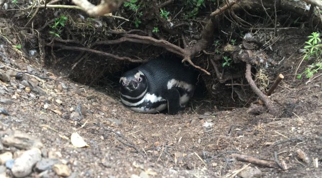 “¿Por qué se estresan los pingüinos?”