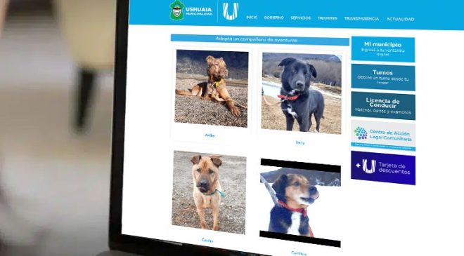 Ya se pueden encontrar en la web de Zoonosis Ushuaia a las mascotas en adopción