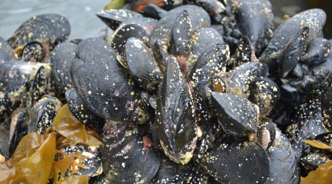 Habilitan la recolección y cultivo de mejillón y cholga en Puerto Almanza
