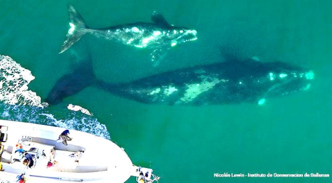 ¡Cuidado con las ballenas!