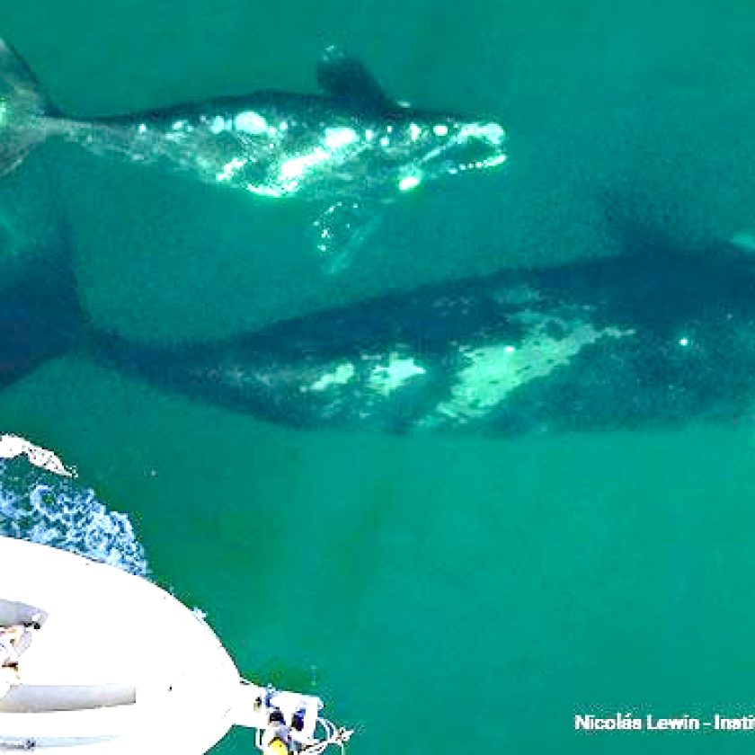 ¡Cuidado con las ballenas!