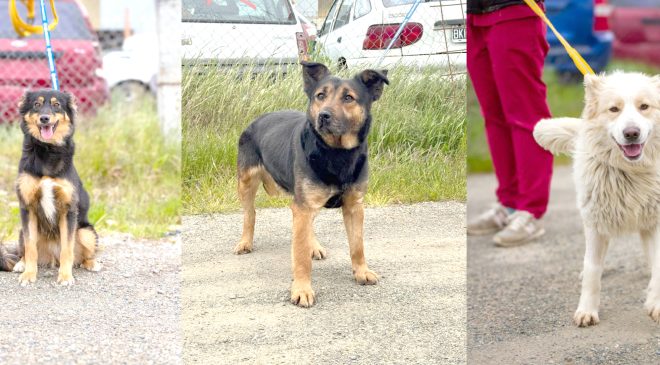 Nueva jornada de adopción responsable este domingo en la Costanera