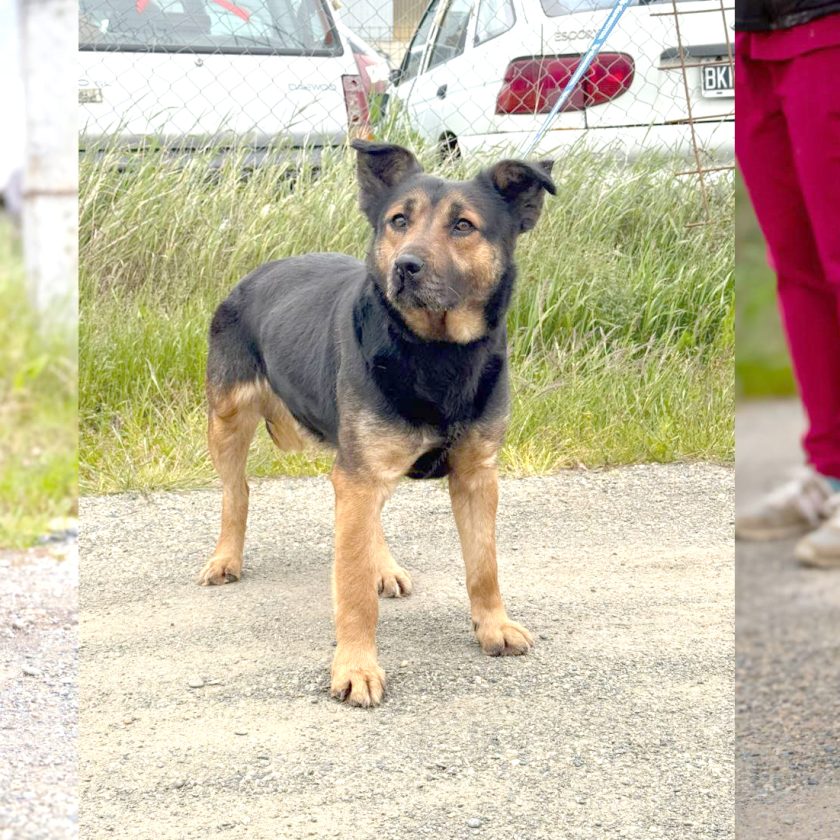 Nueva jornada de adopción responsable este domingo en la Costanera